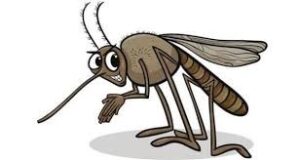 Mosquito Testing